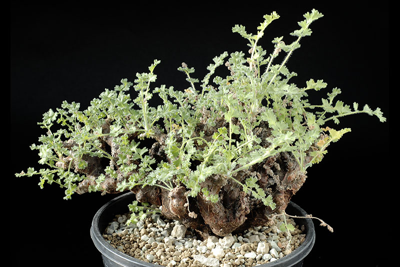 Pelargonium alternans Cm. 11 € 25,00  .jpg